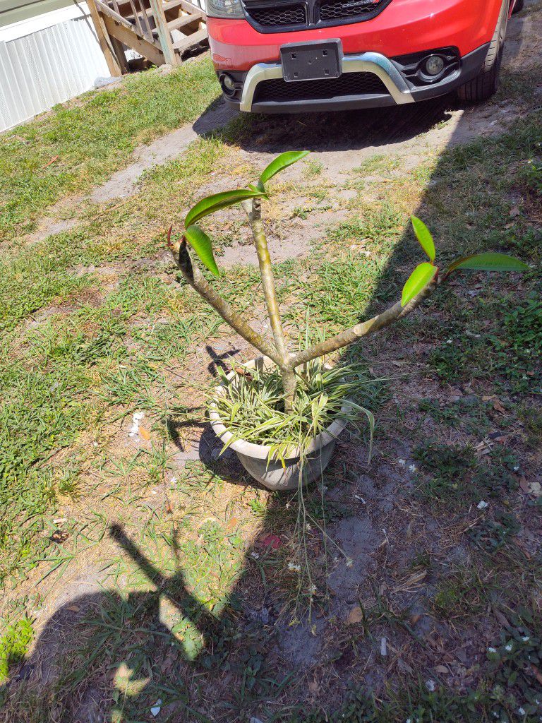 I Have A Few Plumeria For Sell