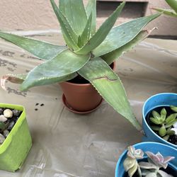 Succulents Plants New Pots 