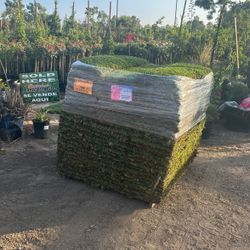 San Agustin Grass