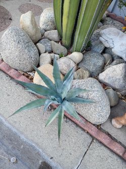 Blue agave