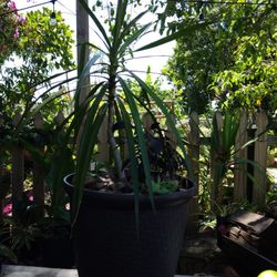 Container Garden - Purple Sweet Potato Vine, Maranta, Swiss Cheese And Dracaena Marginata Plants