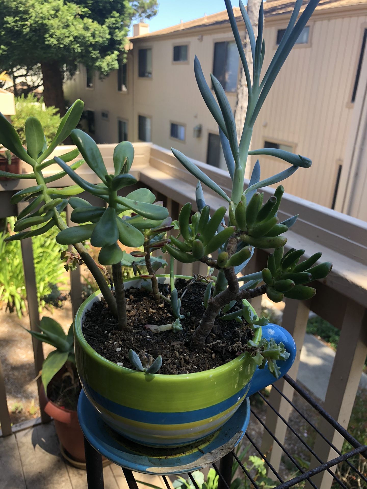 Variety of succulents in the ceramic flower pot