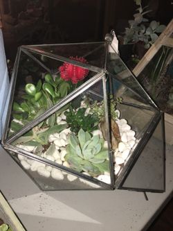 Succulent/Cactus Terrarium Arrangement