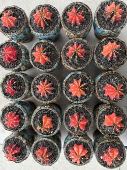 Gymnocalycium