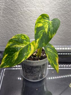 Jessenia Pothos (Epipremnum aureum 'Jessenia') Live Starter Plant $27