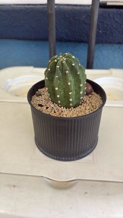 Small Potted Cactus in Black Ribbed Pot