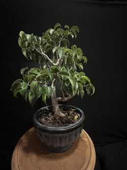 Bonsai