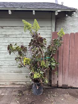 Plant
