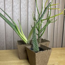 Plants X 3 And Tools 35ave/Glendale