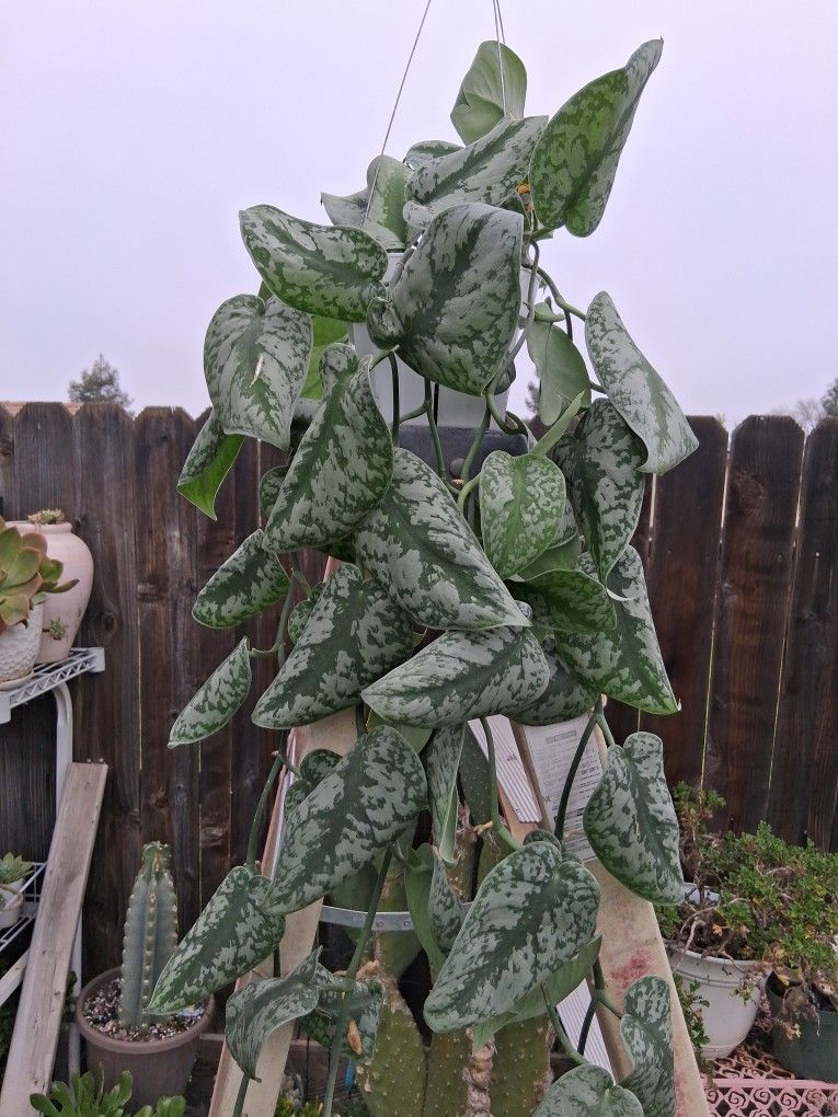 Long Scindapsus Pictus EXOTICA Plant $45