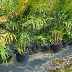 Arecas Palms About 5 Feet Tall For Just $35 Instant Privacy Plants Green Fencing Privacy Hedges 