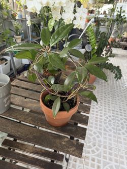 Hoya Plant w/ handmade trellis in Terracotta Pot