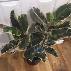 Plant