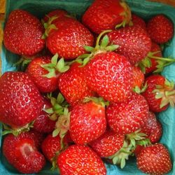 Hood Strawberry June Bearing 20 Bare-Root 