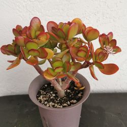 lucky red Jade plant well rooted old money  only 1 hurry before gone