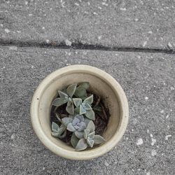 Green Succulent Pot 3.5 Diameter 