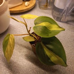 Philodendron Hederaceum 'Brasil' 3"