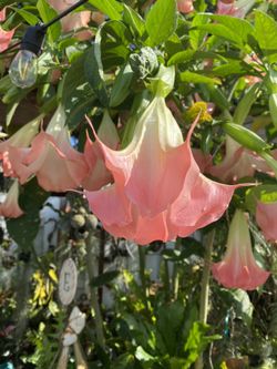 Pink Angel Trumpet  Plant