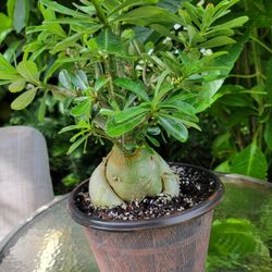 Bonsai Tree Desert Rose PLANT 