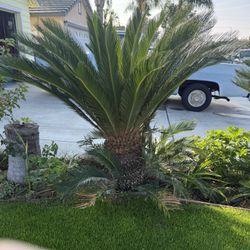 Sago Palm Trees 100 Each 