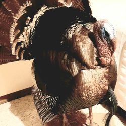 Turkey Mounts