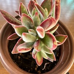 Plants for Sale! (Echeveria  Harmsii  “Ruby Slippers”