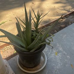 Aloe vera plants