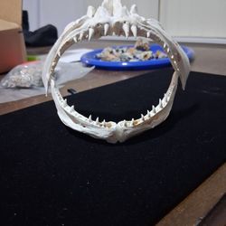 Trophy Fish Jaw Mount