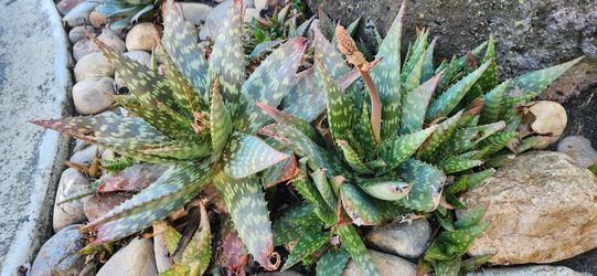 Aloe Plants