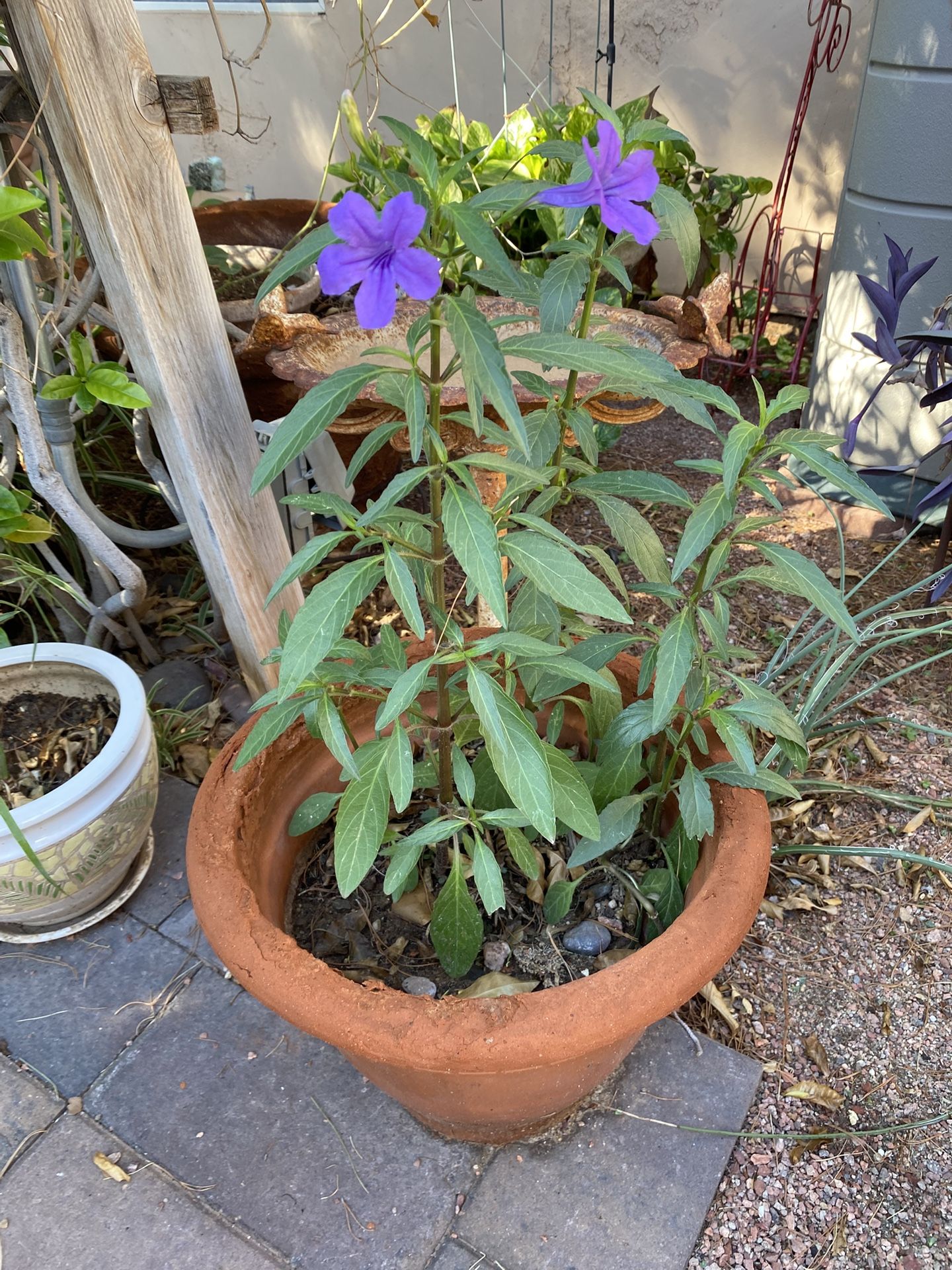 Mexican Petunia 