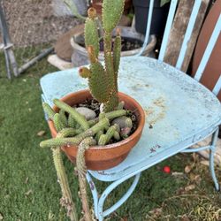 2 cactus en uno