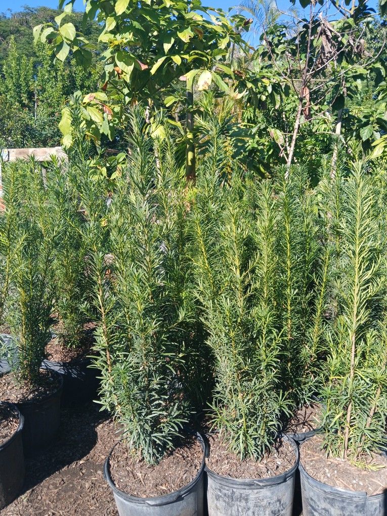 Podocarpus Hedges $19.00 4-4.5'ft