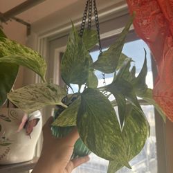 Marble Queen Pothos 