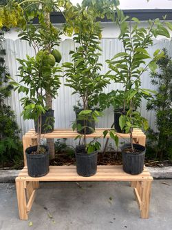 Sugar Apple Trees