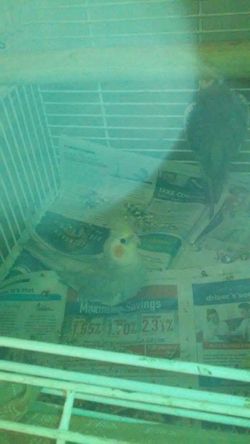 2 Bird. Cocktails