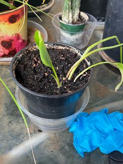 Leave Plant