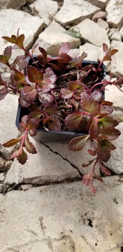 Perennial ground cover Sedum spurium green plants