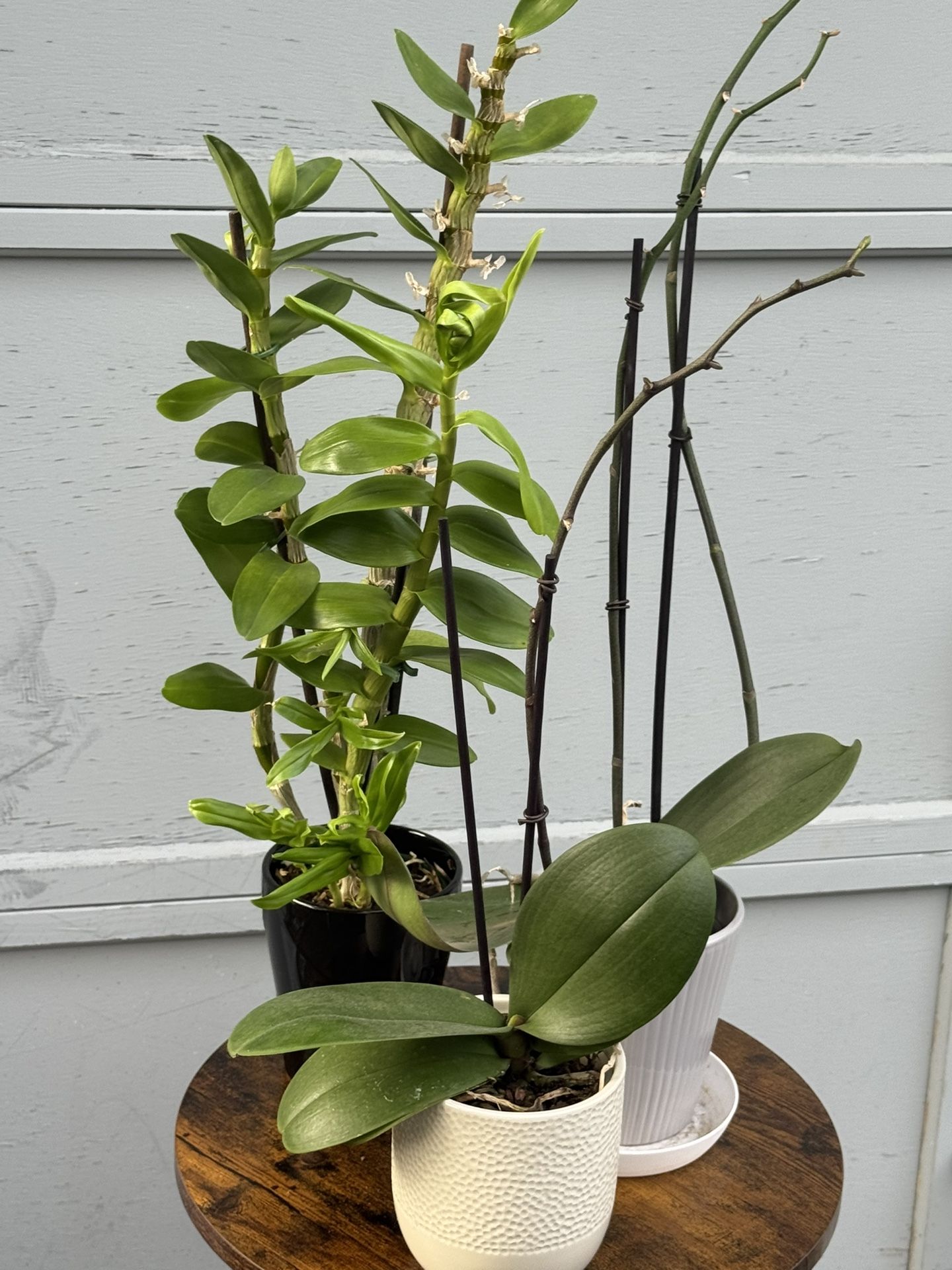 Bundle Of 3 Orchid Plant (1 Exotic And 2 Regular )