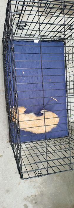 Dog Cage