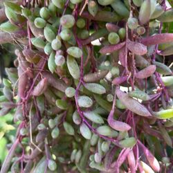 Beautiful And Healthy Succulents Banana String 
