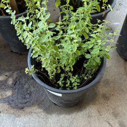 Oregano Plant