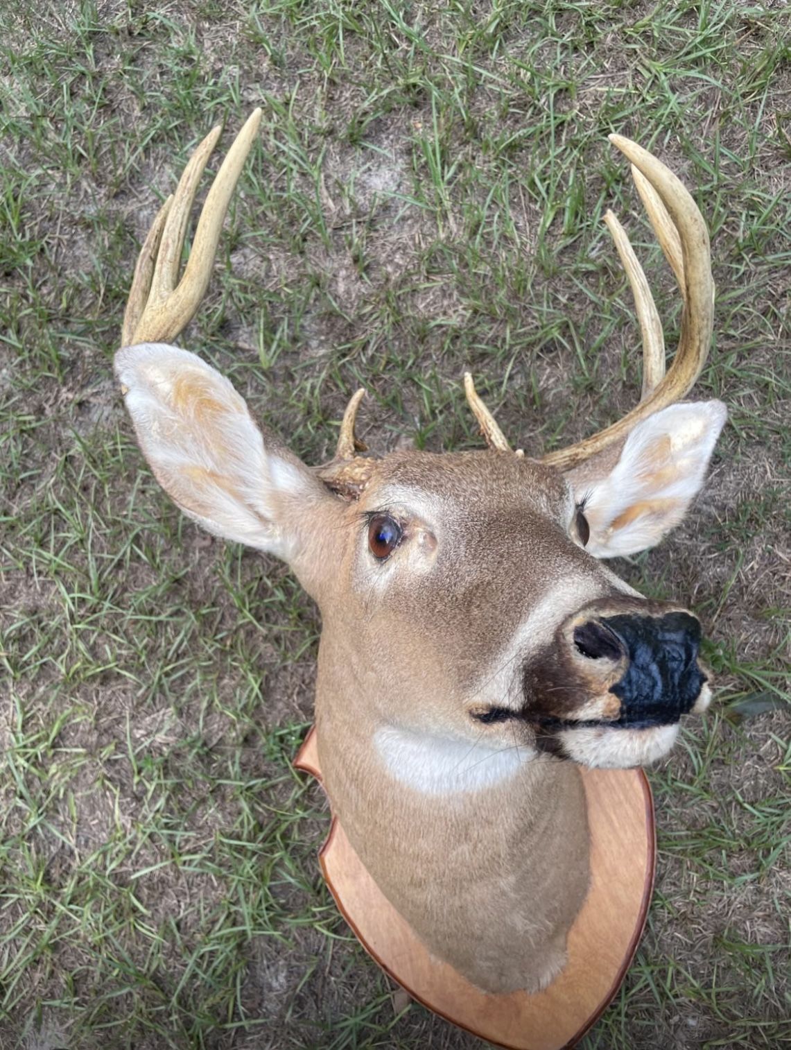 Taxidermy deer