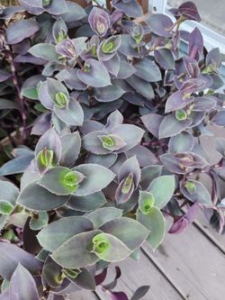 Tradescantia Pale Puma plant ten cuttings