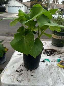 Plantas de hoja Santa disponibles