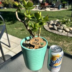 Potted Jade 