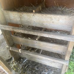 Layed Eggs 