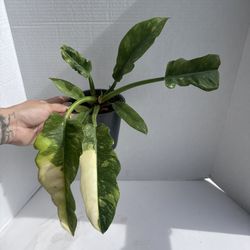 Philodendron Ring Of Fire 
