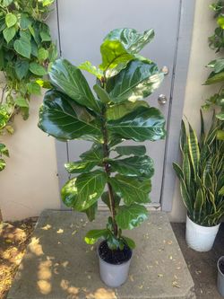 Ficus Lyrata Fiddle Leaf Fig Tree House Plant 8.5” Pot