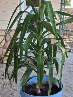 Yucca