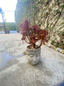 RED TREE AEONIUM PLANT